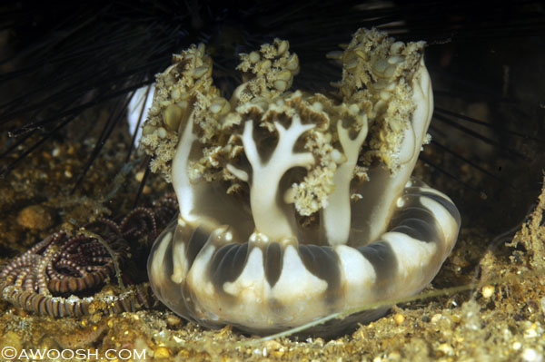 Awooosh.com Images:  Upside Down Jellyfish - Cassiopea sp.