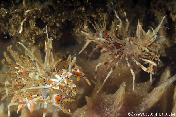 A pair of Spiny Tiger Shrimp - Phyllognathia ceratophthalmus.Very small - about 3/4 of an inch long.