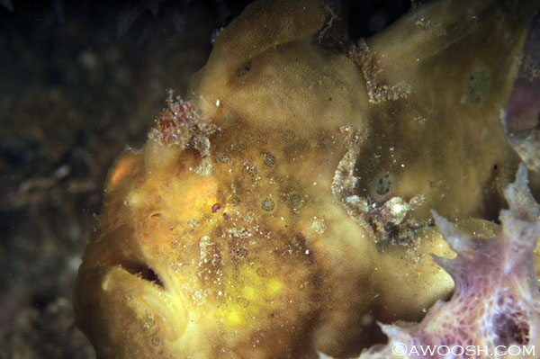 Spotfin Frogfish - Antennarius nummifer