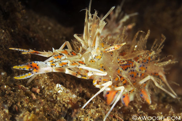 Spiny Tiger Shrimp - Phyllognathia ceratophthalmus