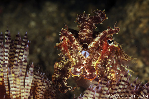 Crinoid Cuttlefish - Sepia sp 2