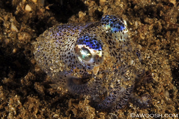 Berry's Bobtail Squid - Euprymna berryiThis little cuties are quite reclusive. They are generally not visible during the day, but can be active at night. Their defense is to burrow down into the muck (like many other night creatures), so getting one out like this took some patience. They are maximum 2 inches long.
