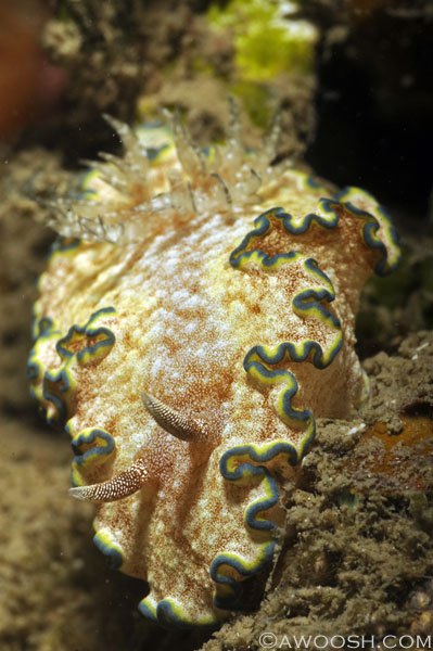 I didn't shoot much macro on this trip - the place begs for wide angles :^) This is a little Glossodoris Cinta nudibranch that I captured (with the camera) on a shore dive from the resort.