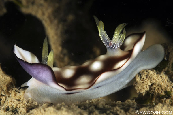 I found this little Chromodoris Geometrica nudibranch in about 25 feet of water, on a shore dive.