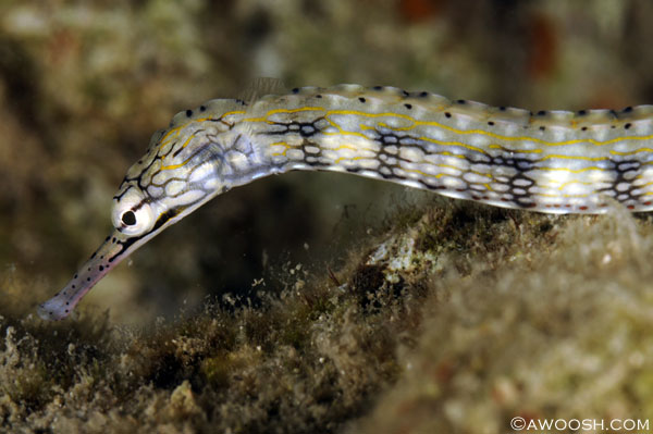 Reeftop Pipefish - Corythoichyhys haematopterusI had heard that there were pipefish on the house reef, but who knew they'd be as shallow as six feet, almost right under the entry stairs? Amazing...