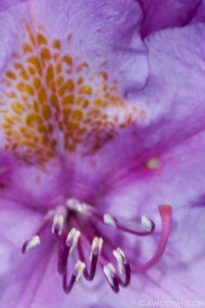 Rhododendron Detail